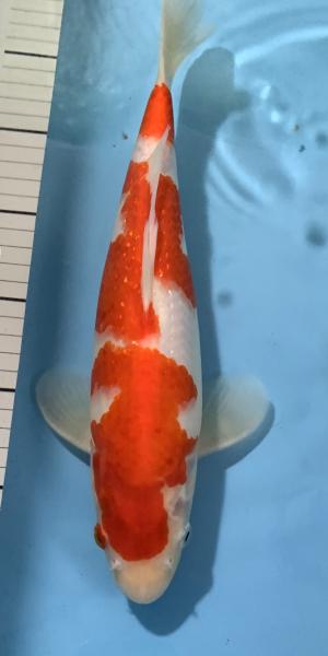 Kohaku