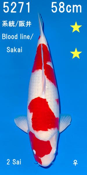 Kohaku Nisai 58cm female