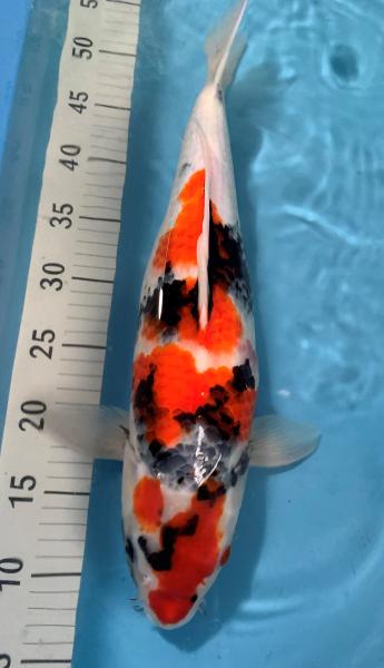Showa Ogata - Kopie - Kopie - Kopie - Kopie - Kopie