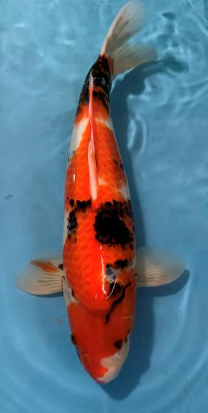 Showa Ogata - Kopie - Kopie - Kopie - Kopie
